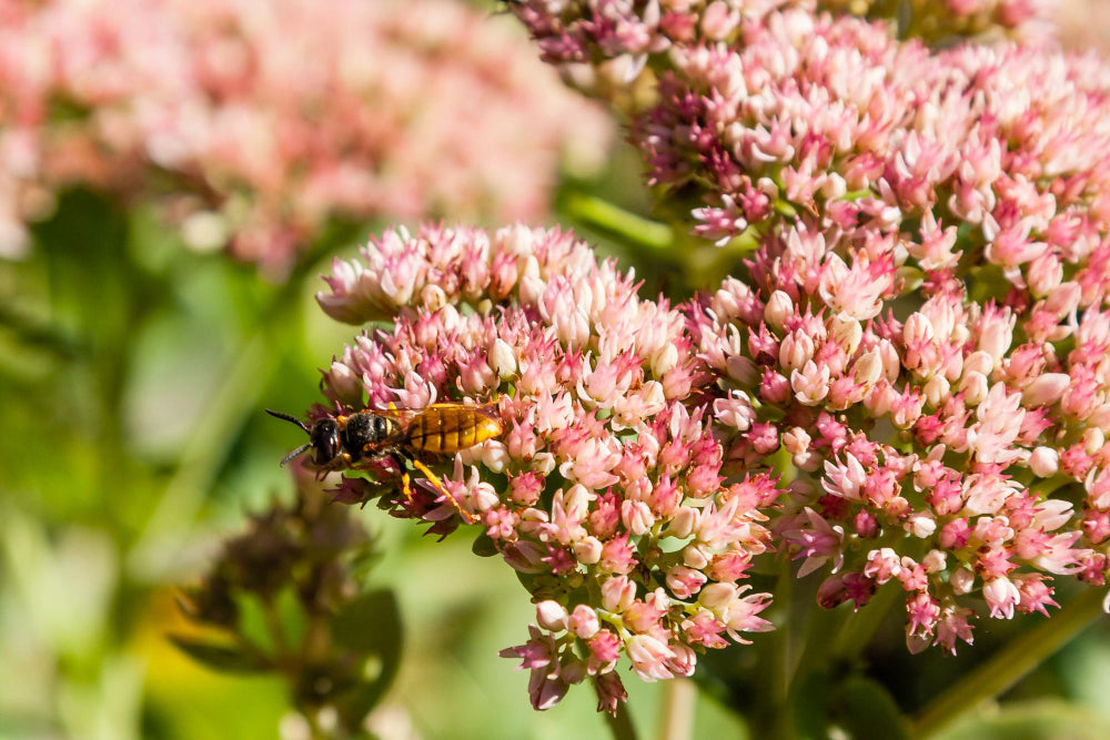 valeriana beneficii